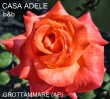 B&B CASA ADELE, GROTTAMMARE