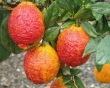 Baglioneplants