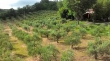 Agriturismo Fattoria boscherini