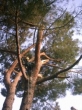 Potature treeclimbing,abbattimenti,diagnosi