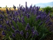 Vivaio specializzato in lavanda e aromatiche