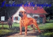 Allevamento bullmastiff