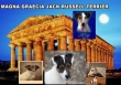 Allevamento e Selezione del JACK RUSSELL